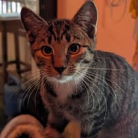 Cosmo sucht neuen Wirkungskreis, Kater zur Adoption