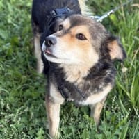 Jackpotthund Marcy, Hündin zur Adoption