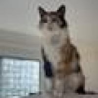 Tricolor Lady Lola sucht Einzelpalast, Katze zur Adoption