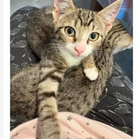 Michaela, Katze zur Adoption