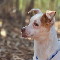 Mary-Lou auf Pflegestelle, Hündin zur Adoption