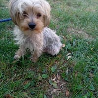 Drops, Hund zur Adoption