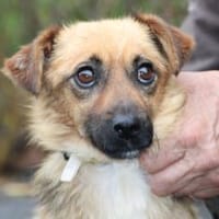 Pico - kleiner, zutraulicher Jungrüde, Hund zur Adoption
