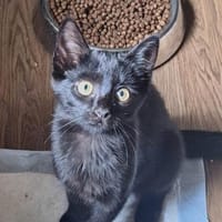 LYLLET, Katze zur Adoption