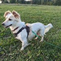 Bonik kleiner Mann sucht Zuhause 🍀, Hund zur Adoption