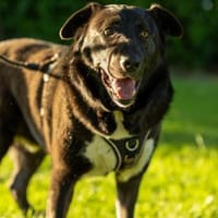 Gelassenheit pur, Hund zur Adoption