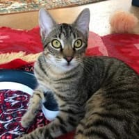 Monarth Energiebündel und Schmusebacke, Kater zur Adoption