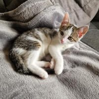 Elli, Katze zur Adoption