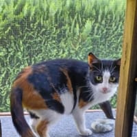 Zara, Katze zur Adoption