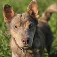 Dante ist ab Okt auf PS in Hannover!, Hund zur Adoption