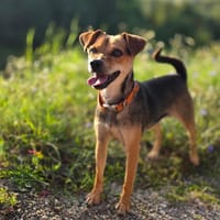 Suri wartet auf Pflegestelle in Hamburg!, Hündin zur Adoption