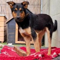 Shaggy, Hund zur Adoption