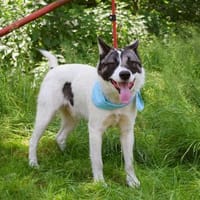 Ebano wartet ab Oktober in Hamburg!, Hund zur Adoption
