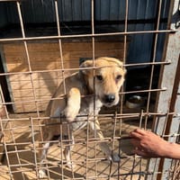Nicco wartet ab Oktober in HH!, Hund zur Adoption
