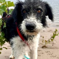 Seymur,vorsichtig,lernwillig,verträglich, Hund zur Adoption
