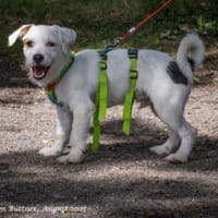 Bill ist ein liebenswerter Hundebub, Hund zur Adoption