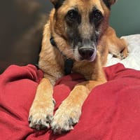 Merlin möchte endlich ankommen...., Hund zur Adoption