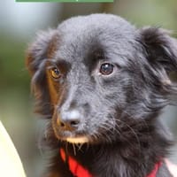 Padino möchte sein Herz verschenken..., Hund zur Adoption
