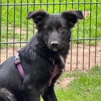 Milindo sucht seine Herzensmenschen..., Hund zur Adoption