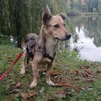 🐾❤ MICHEL auf PS in 04349 LEIPZIG, Hund zur Adoption