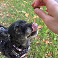💕Sunny💕 sucht ihre Menschen💕, Hündin zur Adoption