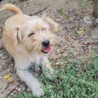 Freundlicher Pepe sucht eine Familie, Hund zur Adoption