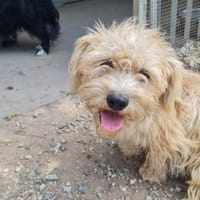 Lieber Anton träumt von seiner Familie, Hund zur Adoption