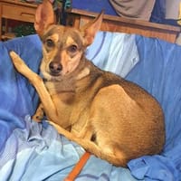 WINNIE- WARTET AUF DICH, Hündin zur Adoption