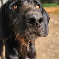 Reina, Hündin zur Adoption