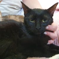 CICADELLE cha c, chatte à adopter