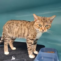 TIGROU, chat à adopter