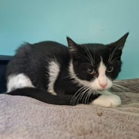 EDWIGE, chatte à adopter