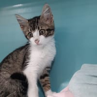 Sakari, chat à adopter
