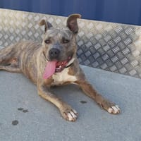 MADEMOISELLE, chienne à adopter