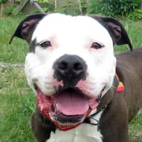BIP BIP, chien à adopter