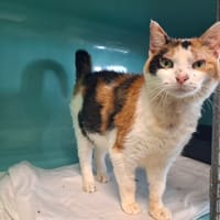 Rory, chatte à adopter