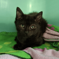 ROVER, chat à adopter