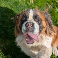 ROCKY QCN, chien à adopter