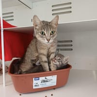 KESHA, chatte à adopter