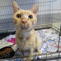 Grimm, chat à adopter