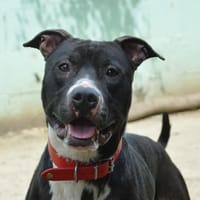 V'ZIGGY CHAO, chien à adopter