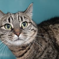 Marvel, chatte à adopter