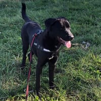 DANTE VAA23490, chien à adopter