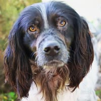 BABAR, chien à adopter
