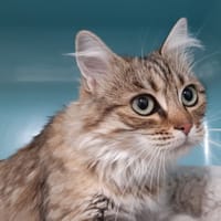 Grisette, chatte à adopter