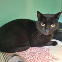 MICHOU, chat à adopter