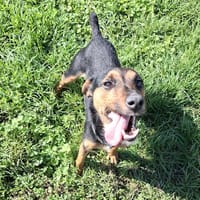 BLUE, chienne à adopter