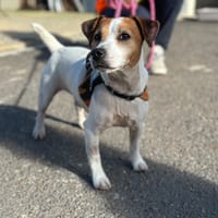 hunter, chien à adopter
