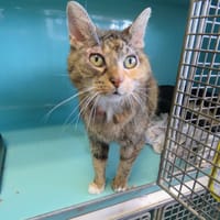 Croquette, chatte à adopter