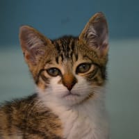 ETNA, chatte à adopter